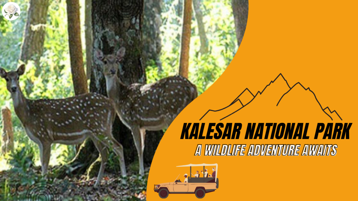Kalesar National Park Haryana: A Wildlife Adventure Awaits 