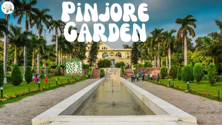 Where is Pinjore Garden? A Complete Guide 