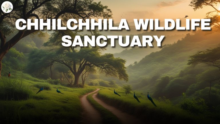 Chhilchhila Wildlife Sanctuary: A Guide to Wildlife Gems 