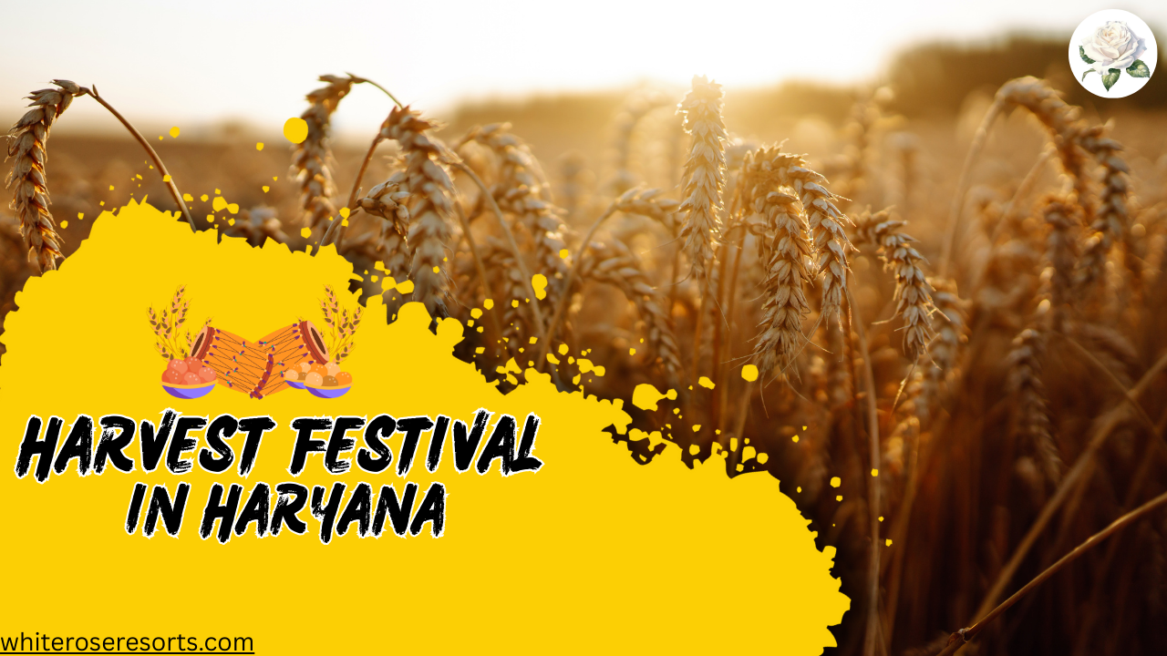 Top 5 Haryana Harvest Festival 2025