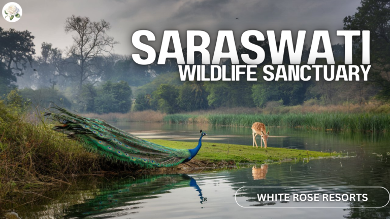 Saraswati Wildlife Sanctuary in Haryana – Your Ultimate Travel Guide 