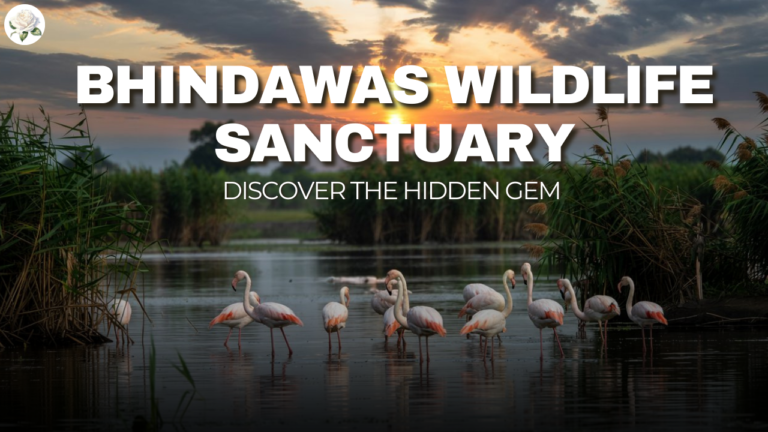 Bhindawas Wildlife Sanctuary in Haryana: Discover the Hidden Gem
