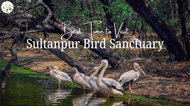 Best Time to Visit Sultanpur Bird Sanctuary – A Nature Lover’s Guide 