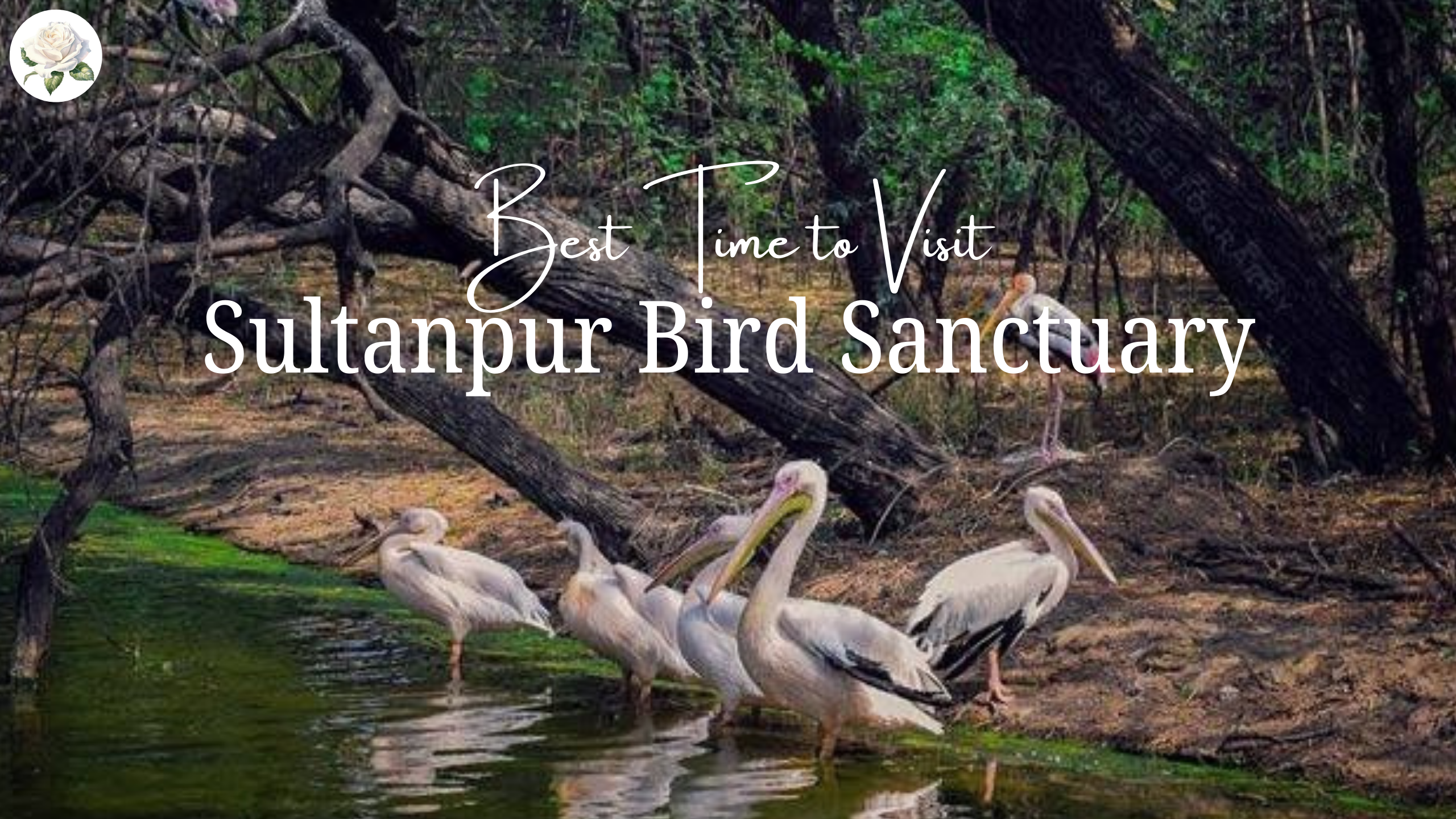 Best Time to Visit Sultanpur Bird Sanctuary