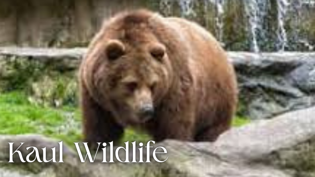 Kaul Wildlife