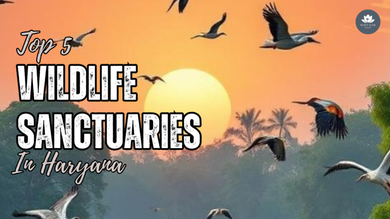Top 5 Wildlife Sanctuaries in Haryana: A Nature Lover’s Guide 2025 